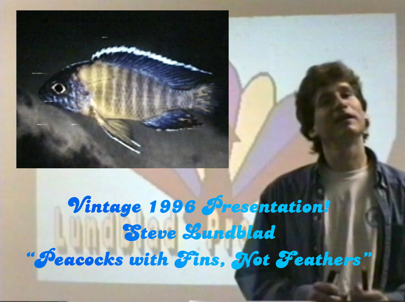 Peacocks with Fins, Not Feathers - Steve Lundblad - 1996 M11 12, Tue