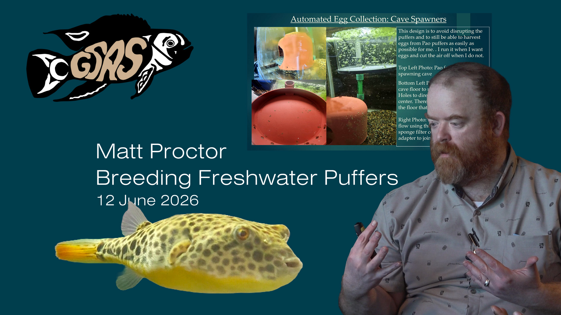 Breeding Freshwater Puffers - Matt Proctor - 2026 M06 12, Fri