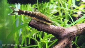 Kristina Yantzer: Otocinclus Cocama